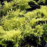 Juniperus Pfitzeriana  Sheridan gold v. 18