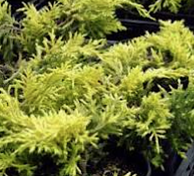 Juniperus Pfitzeriana  Sheridan gold v. 18