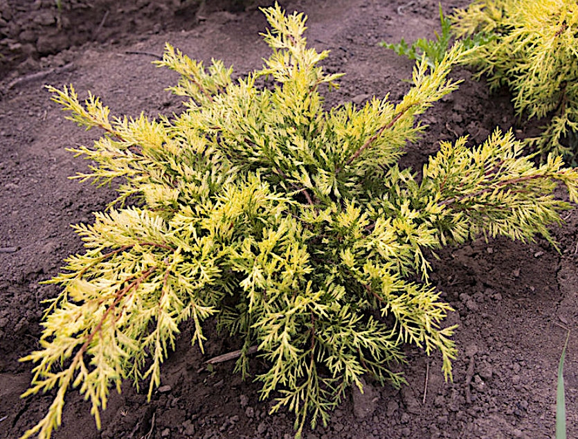 Juniperus spitzeriana King of spring vaso 18 conifera nana