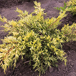 Juniperus spitzeriana King of spring vaso 18 conifera nana