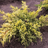 Juniperus spitzeriana King of spring vaso 18 conifera nana