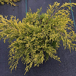 Juniperus spitzeriana King of spring vaso 18 conifera nana