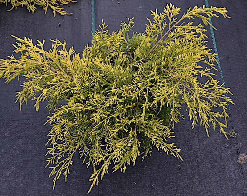 Juniperus spitzeriana King of spring vaso 18 conifera nana