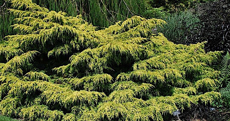 juniperus pfitzeriana Gold Coast v. 18
