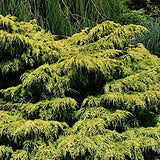juniperus pfitzeriana Gold Coast v. 18