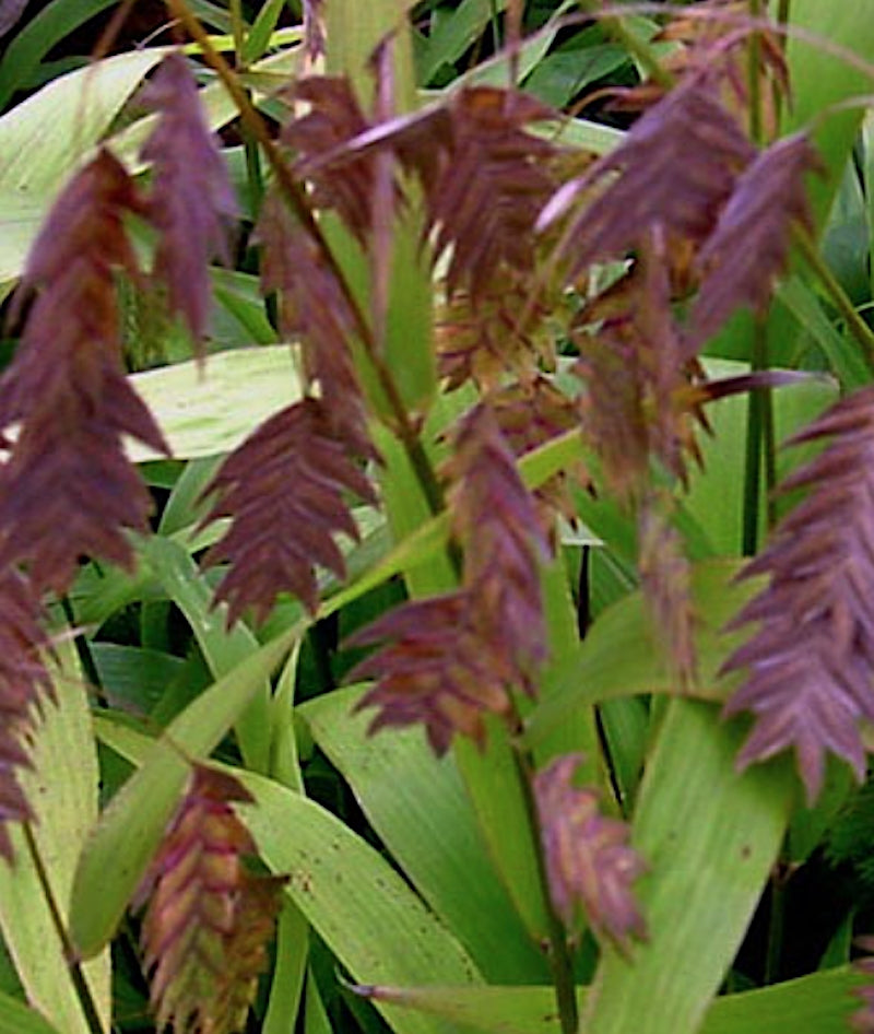 Chasmanthium latifolium