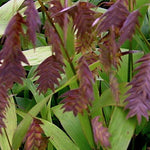 Chasmanthium latifolium