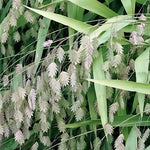 Chasmanthium latifolium