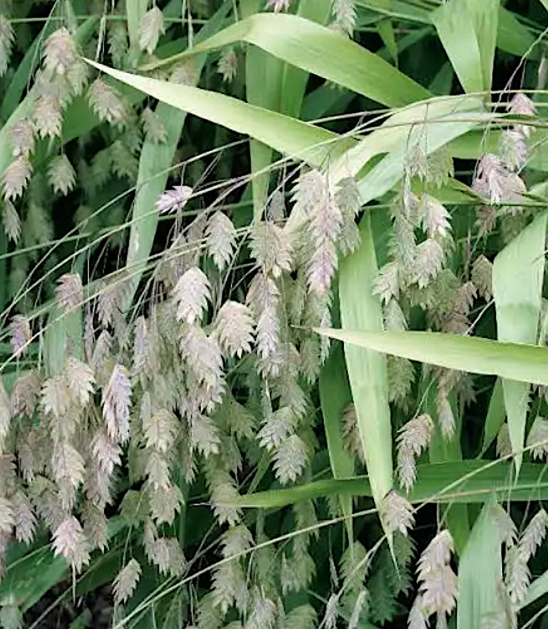 Chasmanthium latifolium
