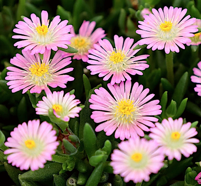 Delosperma Jewel Rosenquarz v.9