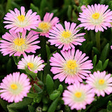 Delosperma Jewel Rosenquarz v.9
