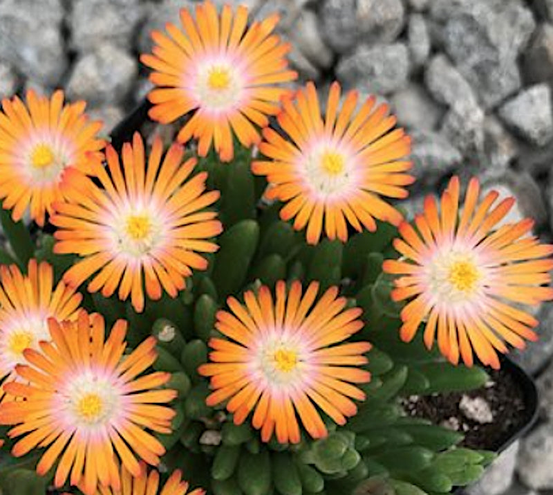 Delosperma Jewel Topaz v.9