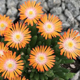 Delosperma Jewel Topaz v.9
