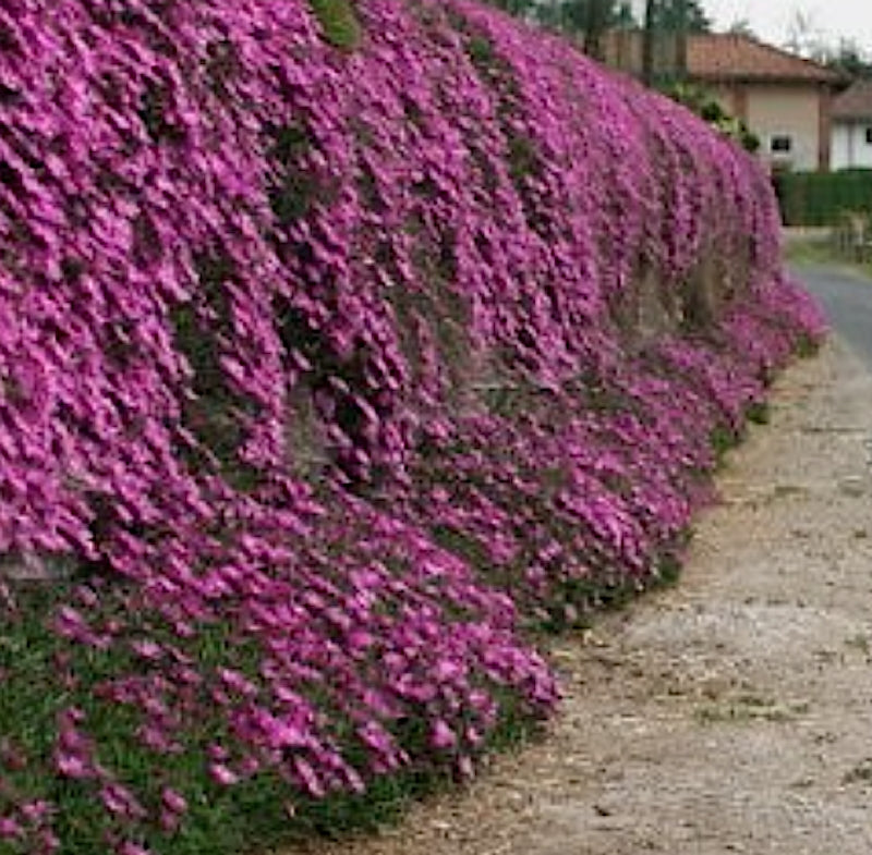 Delosperma Lewisiae v.9