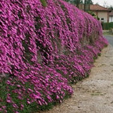 Delosperma Lewisiae v.9