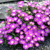 Delosperma Sutherlandii v.9
