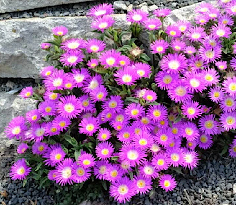 Delosperma Sutherlandii v.9