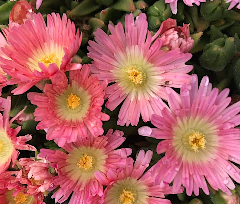 Delosperma Sutherlandii Peach star v.9