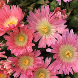 Delosperma Sutherlandii Peach star v.9