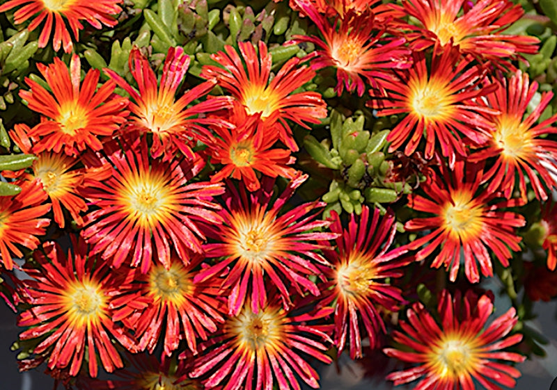 Delosperma Fire Wonder v.9