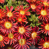 Delosperma Fire Wonder v.9