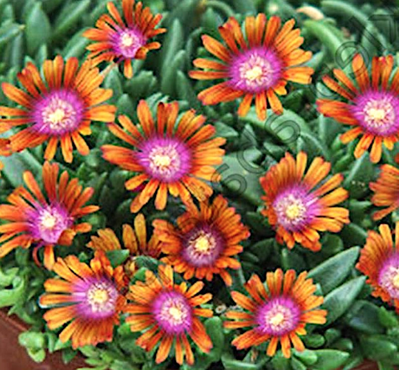 Delosperma Jewel Sunstone v.9