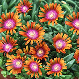 Delosperma Jewel Sunstone v.9