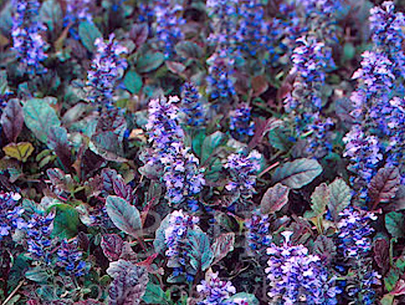 Ajuga reptans Atropurpurea v 9 adatta anche per terreni umidi