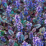 Ajuga reptans Atropurpurea v 9 adatta anche per terreni umidi