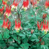Aquilegia  Canadensis Little lanternsv.9