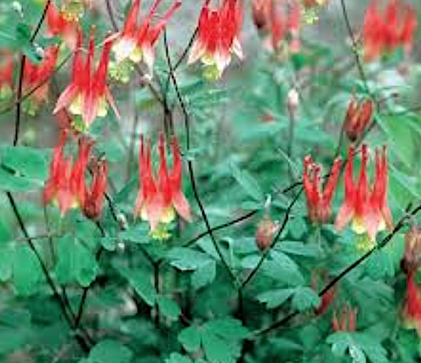 Aquilegia  Canadensis Little lanternsv.9