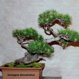 Pinus Mughus Pumilio  nano siberiano vaso  1 lt. adatto per bonsai