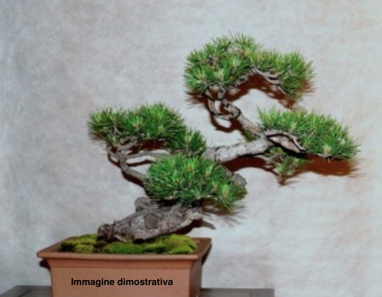 Pinus Mughus Pumilio  nano siberiano vaso  1 lt. adatto per bonsai