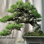 Pinus Mughus Pumilio  nano siberiano vaso  1 lt. adatto per bonsai