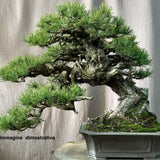 Pinus Mughus Pumilio  nano siberiano vaso  1 lt. adatto per bonsai