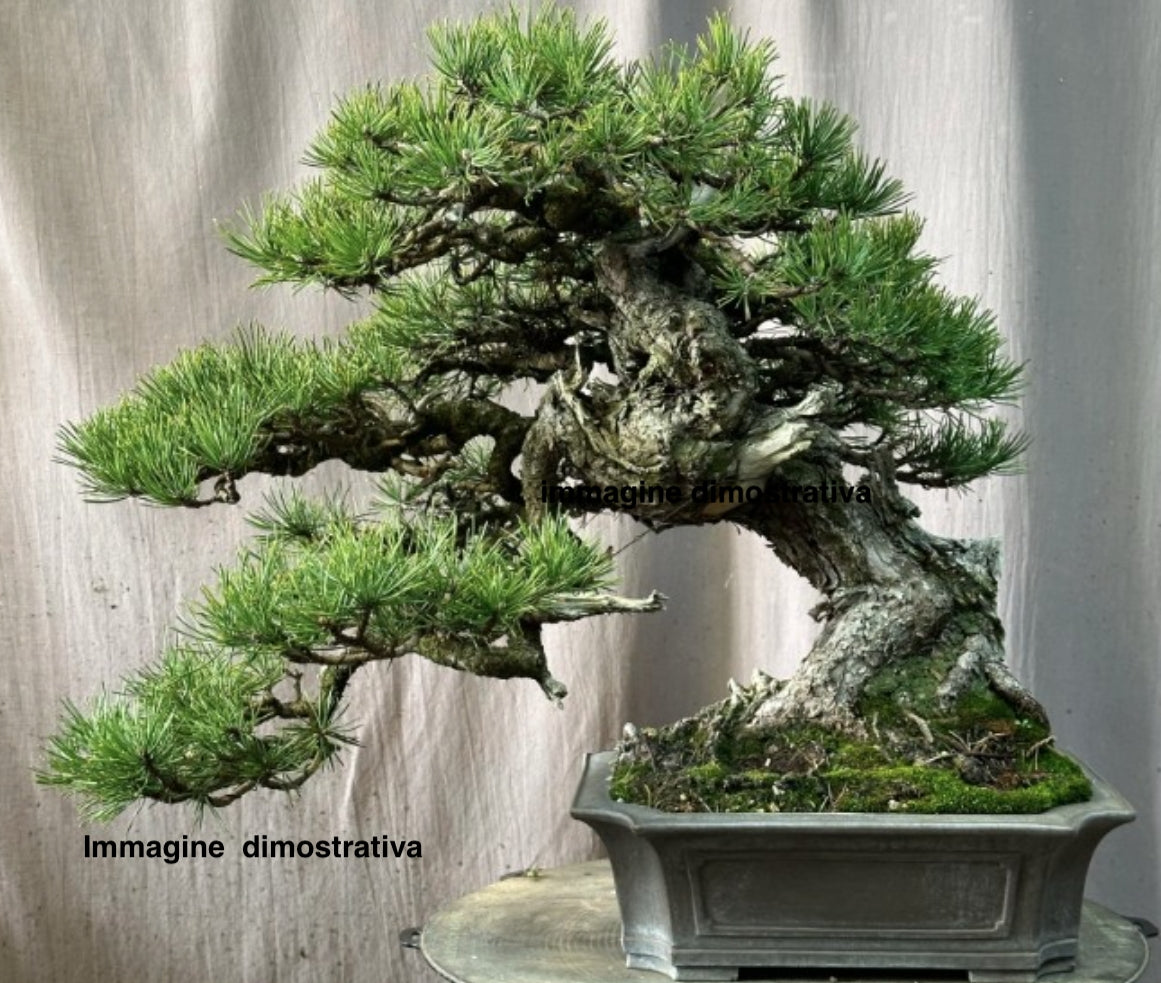Pinus Mughus Pumilio  nano siberiano vaso  1 lt. adatto per bonsai