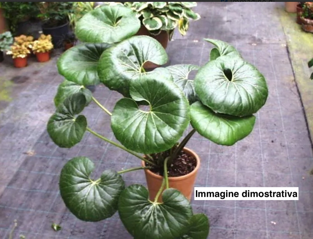 Farfugium Japonicum giganteum vaso 12x12