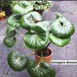 Farfugium Japonicum giganteum vaso 12x12