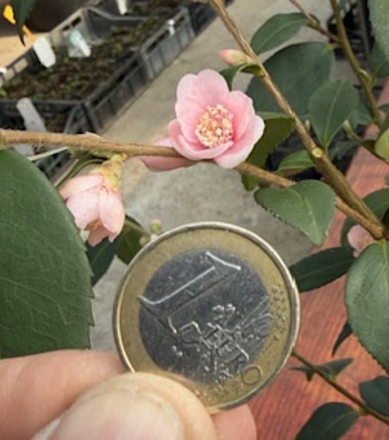 Camelia Rosiflora Roka vaso cm. 60/70