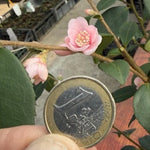 Camelia Rosiflora Roka vaso cm. 60/70