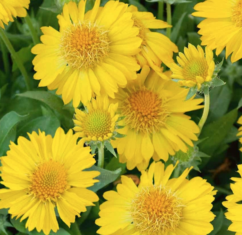 Gaillardia Aristata Maxima aurea v.9