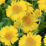 Gaillardia Aristata Maxima aurea v.9