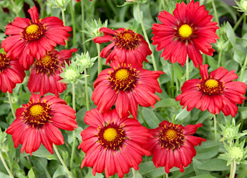 Gaillardia aristata 'Burgunder' v.9