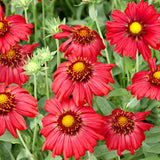 Gaillardia aristata 'Burgunder' v.9