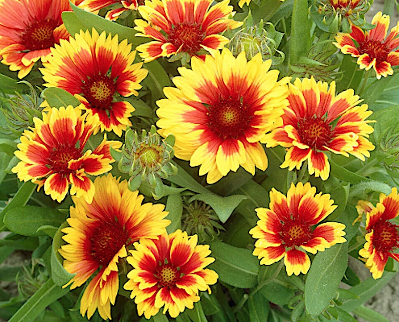 Gaillardia Aristata Kobold v.9