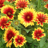 Gaillardia Aristata Kobold v.9