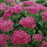 Sedum spettabile Carmen v.9