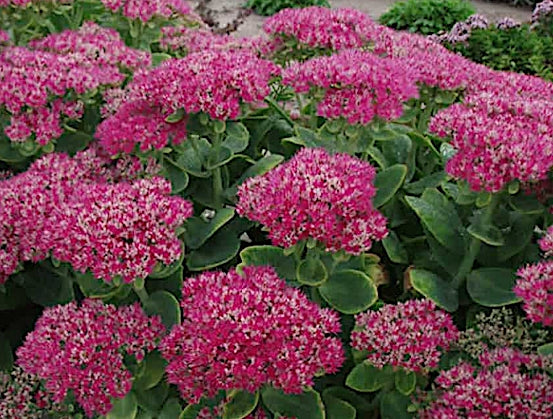 Sedum spettabile Carmen v.9