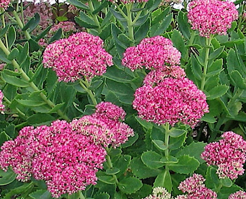 Sedum spectabile Meteor v. 9