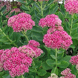 Sedum spectabile Meteor v. 9